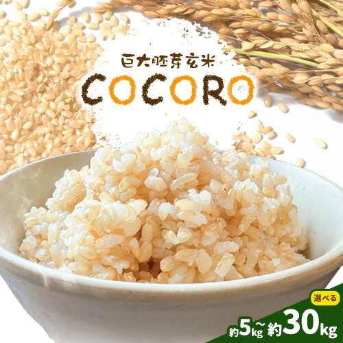 【ふるさと納税】巨大胚芽米COCORO 玄米 選べる約5kg 約10kg 約30kg 【配送不可地域あり】 (離島) ドリームクリエイト早瀬農産早瀬 早瀬亨《2025年10月中旬-11月中旬頃出荷》 岡山県 浅口市 岡山県産 米 コメ こめ 玄米 送料無料