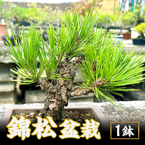 【ふるさと納税】盆栽 錦松 1鉢 盆栽 古城愛朋園《90日以内に出荷予定(土日祝除く)》岡山県 浅口市 送料無料 盆栽｜岡山県浅口市