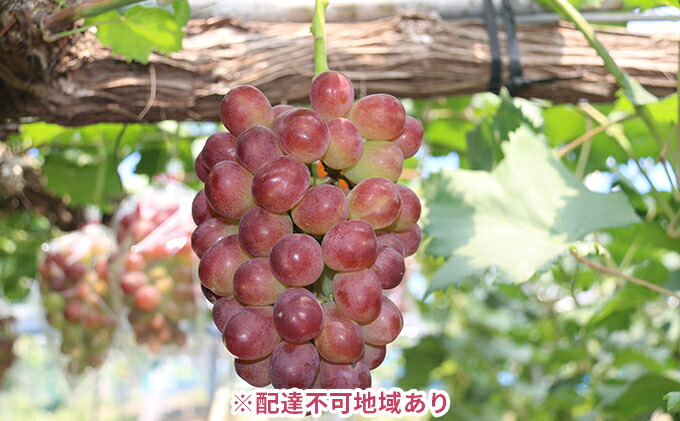 【ふるさと納税】岡山県産皮ごと食べられるマスカットビオレ約1.2kg(2房)【果物類・ぶどう・マスカット・フルーツ・ブドウ・約1.2kg】お届け:2022年9月下旬〜2022年10月下旬