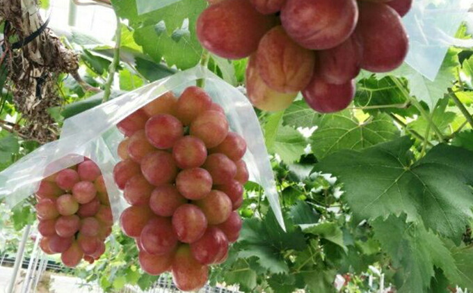 【ふるさと納税】岡山県産皮ごと食べられるマスカットビオレ約1.2kg(2房)【果物類・ぶどう・マスカット・フルーツ・ブドウ・約1.2kg】お届け:2022年9月下旬〜2022年10月下旬