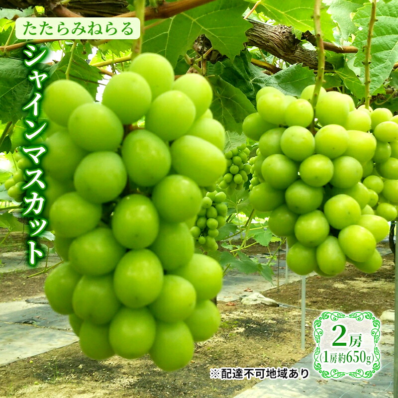 【ふるさと納税】【2025年先行予約】 ぶどう 岡山県産 たたらみねらる シャインマスカット 2房(1房約650g) 《2025年8月下旬-10月下旬頃出荷》 葡萄 ブドウ フルーツ 果物 スイーツ 数量限定 期間限定 岡山 里庄町 　お届け：2025年8月下旬～2025年10月下旬