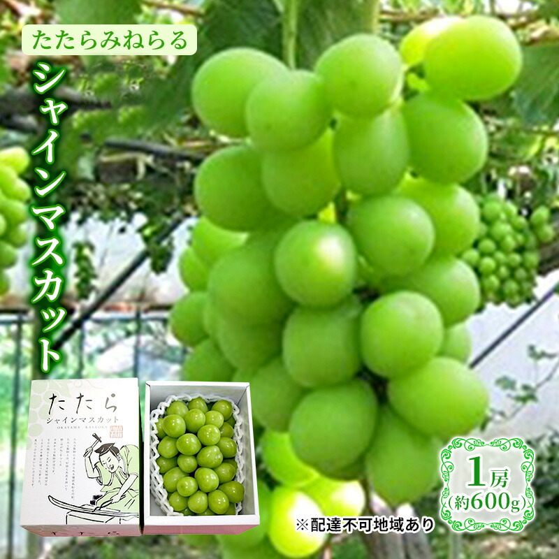 【ふるさと納税】【限定300個】【2025年先行予約】 ぶどう 岡山県産 たたらみねらる シャインマスカット 1房(約600g) 《2025年8月下旬-10月下旬頃出荷》 葡萄 ブドウ フルーツ 果物 スイーツ 数量限定 期間限定 岡山 里庄町 10000円　お届け：2025年8月下旬～2025年10月下旬