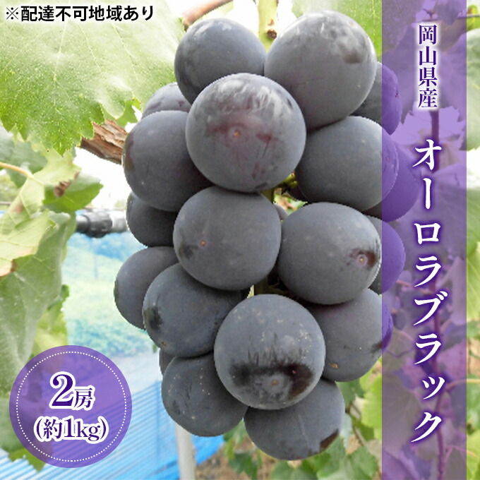 【ふるさと納税】【2025年先行予約】 ぶどう 岡山県産 オーロラブラック （ 種無し ）約1kg（2房） 《2025年9月上旬-中旬頃出荷》 葡萄 ブドウ フルーツ 果物 スイーツ 数量限定 期間限定 岡山 里庄町 　お届け：2025年9月上旬～2025年9月中旬