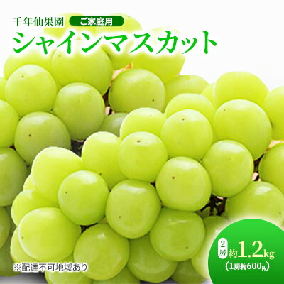 【ふるさと納税】【先行予約】 ぶどう 2024年 ご家庭用 シャインマスカット 2房 約1.2kg（1房約600g） 千年仙果園 果物類 フルーツ 果物 　お届け：2025年8月下旬～2025年10月上旬
