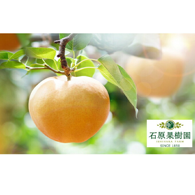 【ふるさと納税】梨 2025年 先行予約 あたご梨 2玉 (1玉 約850g) 化粧箱【11月下旬～12月中旬頃発送】 ナシ なし 岡山県産 国産 フルーツ 果物 ギフト 石原果樹園 　お届け：2025年11月15日～2025年12月20日