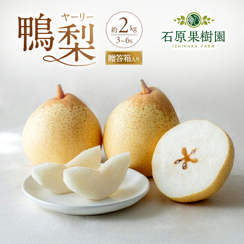 【ふるさと納税】梨 2026年 先行予約 鴨梨（ヤーリー）3～6玉 合計約2kg 贈答箱【11月下旬～12月中旬頃発送】 ナシ なし 岡山県産 国産 フルーツ 果物 ギフト 石原果樹園 　お届け：2026年11月15日～2026年12月20日