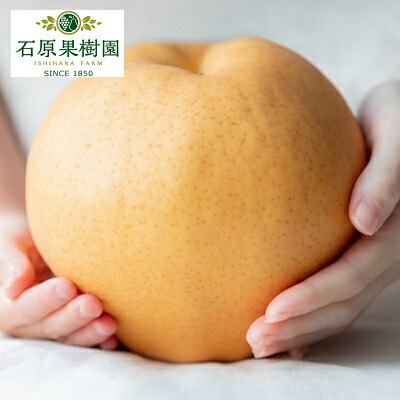 【ふるさと納税】梨 2025年 先行予約 備前横綱梨（あたご梨） 2玉 (1玉1～1.4kg）贈答箱【11月下旬～12月中旬頃発送】 ナシ なし 岡山県産 国産 フルーツ 果物 ギフト 石原果樹園 　お届け：2025年11月15日～2025年12月20日