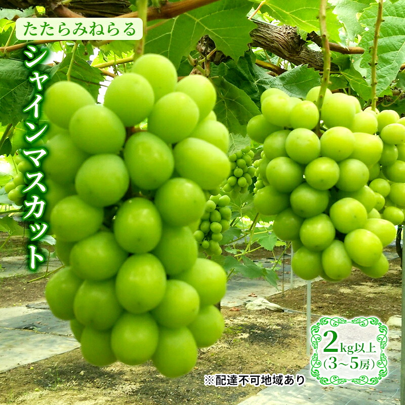 【ふるさと納税】【2026年先行予約】 ぶどう 岡山県産 たたらみねらる シャインマスカット 2kg以上(3～5房) 《2026年8月下旬-10月下旬頃出荷》 葡萄 ブドウ フルーツ 果物 スイーツ 数量限定 期間限定 岡山 里庄町 　お届け：2026年8月下旬～2026年10月下旬