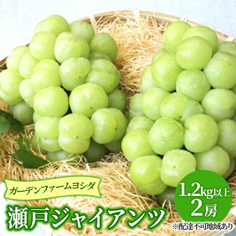 【ふるさと納税】【2025年先行予約】 ぶどう 岡山県産 瀬戸ジャイアンツ 1.2kg以上(2房)《2025年9月上旬-下旬頃出荷》 葡萄 ブドウ 岡山県産 フルーツ 果物 数量限定 期間限定 岡山 里庄町 獲れたて 新鮮 甘い 種無し 　お届け：2025年9月上旬～2025年9月下旬