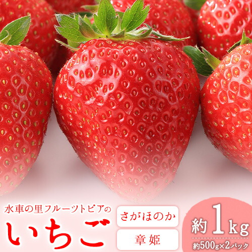【ふるさと納税】 やかげの いちご ギフト セット(さがほのか・章姫) 約1kg(約500g×2P)《1月中旬-2月末頃出荷》水車の里フルーツトピア岡山県矢掛町産 苺 果物 フルーツ