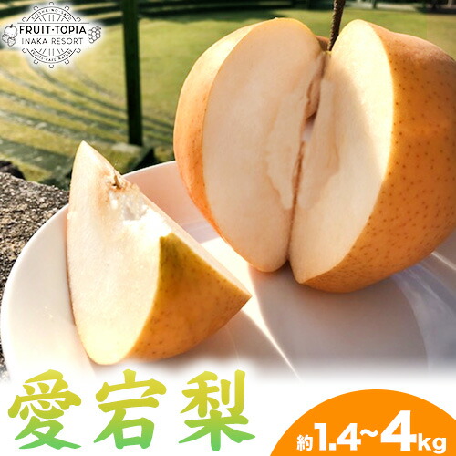 【ふるさと納税】 【先行予約】 産地直送 愛宕梨 約1.4kg 約4kg (4~6玉前後) 水車の里フルーツトピア 期間限定 岡山県矢掛町産 なし 果物 スイーツ フルーツ デザート《12月上旬-2月上旬頃出荷》 梨