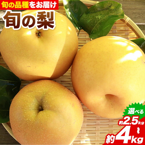 【ふるさと納税】 【先行予約】秀品 岡山県産 旬の 梨 約2.5kg 2~6玉前後 約4kg 3～10玉前後 梨 秀品 新高 愛宕 スイーツ フルーツ デザート 旬 岡山県矢掛町《9月上旬-1月末頃に出荷予定》