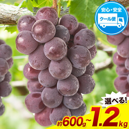 【ふるさと納税】【先行予約】岡山県産 ニューピオーネ 選べる 約600g(1房) 約1.2kg(2房) 葡萄 果物 秋旬 訳あり 優品 厳選出荷 スイーツ フルーツ デザート 岡山県矢掛町《2025年9月上旬～11月上旬頃に出荷予定(土日祝除く)》数量限定 2025