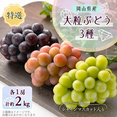 【ふるさと納税】1061.【先行予約】特選大粒ぶどう3種セット(シャインマスカット入り)10月初旬～12月発送予定【1488997】