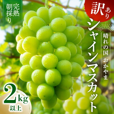 【ふるさと納税】2026年発送【完熟朝採り】訳あり シャインマスカット 2.0kg以上【配送不可地域：離島】【1710152】｜岡山県新庄村