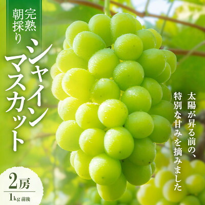 【ふるさと納税】【2026年発送】朝採り直送!さつきぶどう園シャインマスカット2房1.0kg程度【フルーツ王国岡山】【配送不可地域：離島】【1710161】｜岡山県新庄村