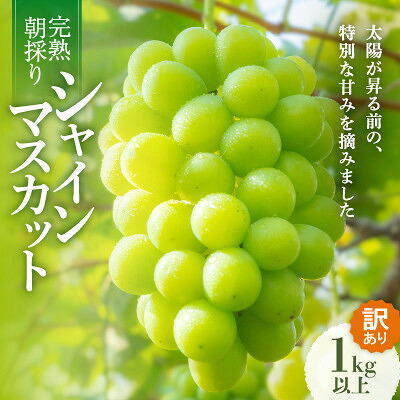 【ふるさと納税】【先行予約/訳あり】岡山県産シャインマスカット約1.0kg(2～3房)【配送不可地域：離島】【1710162】｜岡山県新庄村