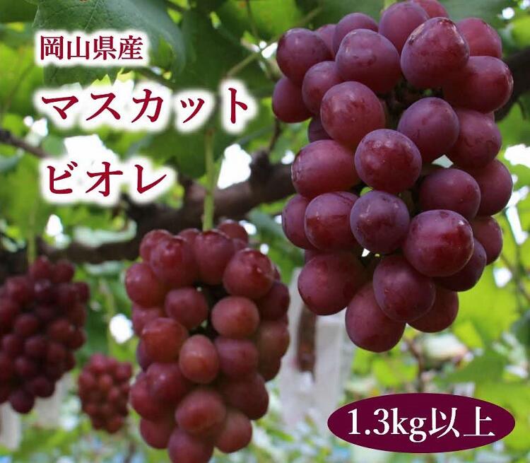 【ふるさと納税】 岡山県産 ぶどう マスカットビオレ 1.3kg以上 ＜10月中旬から11月中旬発送＞ _A19