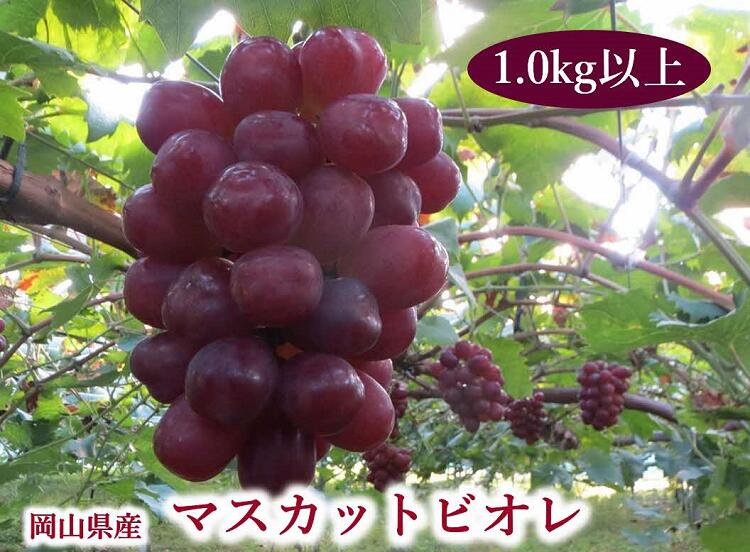 【ふるさと納税】 岡山県産 ぶどう マスカットビオレ 1.0kg以上 ＜10月中旬から11月中旬発送＞ _A13
