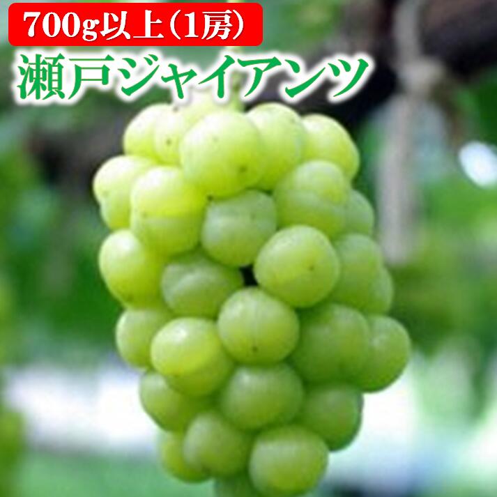 【ふるさと納税】 岡山県 勝央町産 ぶどう 瀬戸ジャイアンツ 700g以上 (1房) ＜10月発送＞ _A6