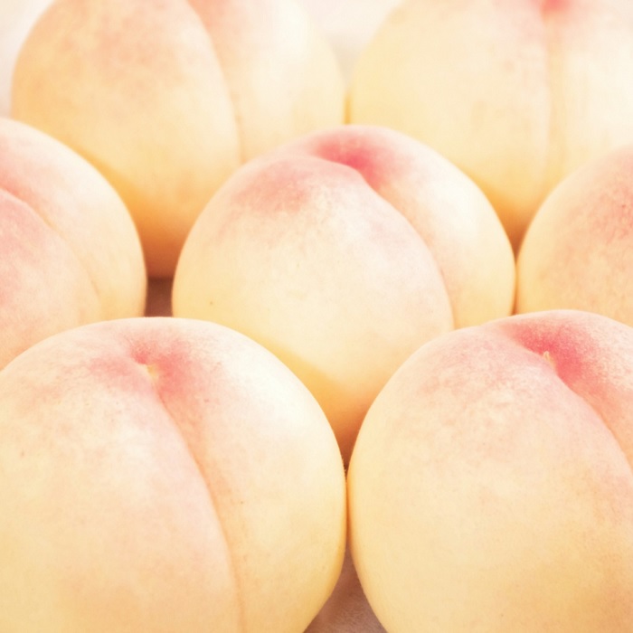 【ふるさと納税】 樹熟し 白桃 2kg 糖度12度以上 ＜7月中旬頃から8月下旬頃発送＞ _S89