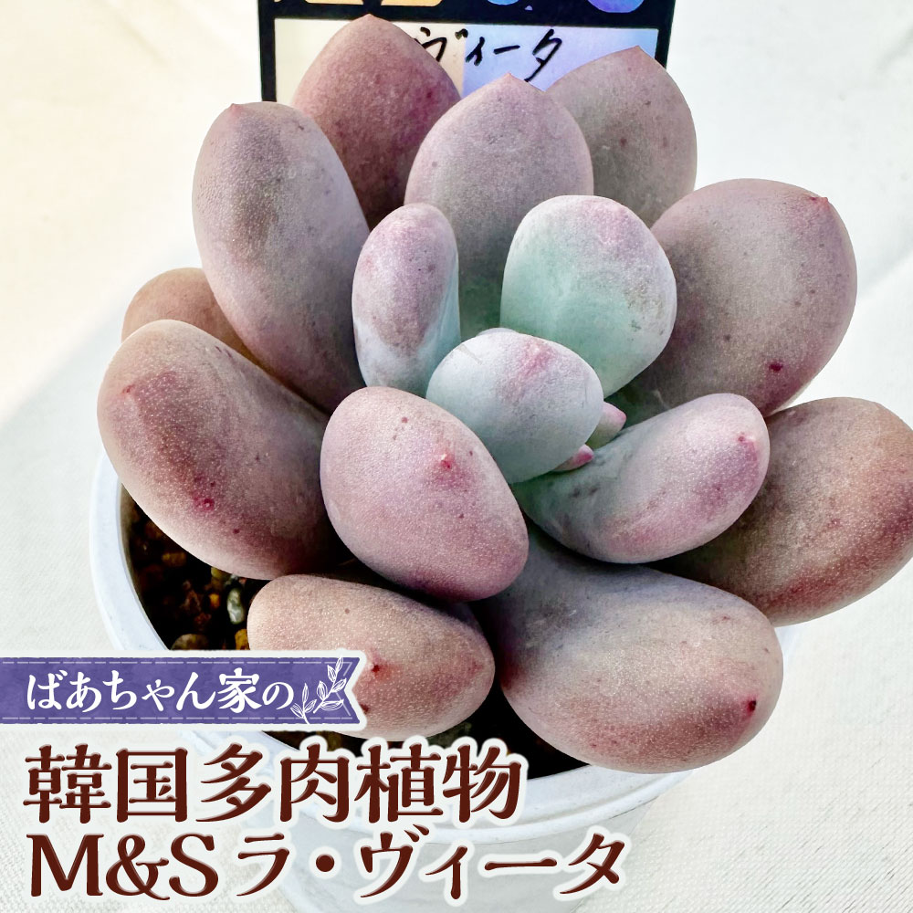 【ふるさと納税】ばあちゃん家の韓国多肉植物 M&S ラ・ヴィータ 1苗 多肉植物 植物 多肉 観葉植物 韓国苗 苗 インテリア 岡山県 奈義町 送料無料 7,020円