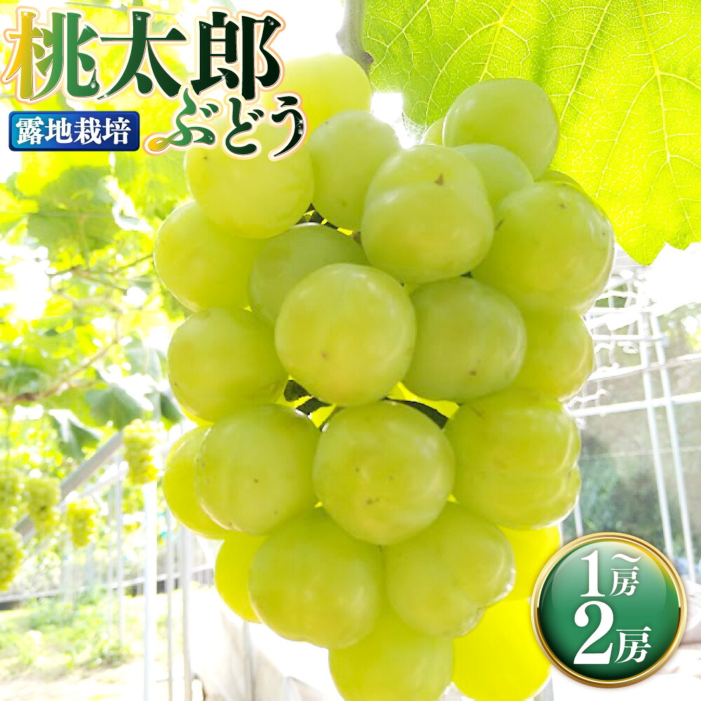 【ふるさと納税】＜選べる内容量＞岡山県産 桃太郎ぶどう 1房（680g以上） / 2房（1房480g以上） 露地栽培 ぶどう ブドウ 葡萄 フルーツ くだもの 果物 果実 デザート 冷蔵 国産 岡山県 奈義町 送料無料 【2026年7月上旬～10月下旬発送予定】｜岡山県奈義町