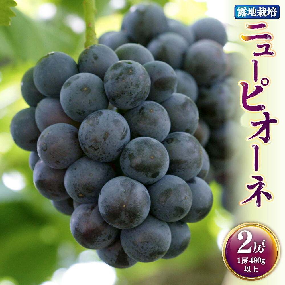 【ふるさと納税】ニューピオーネ 2房（1房480g以上） 計960g以上 露地栽培 ぶどう ブドウ 葡萄 フルーツ くだもの 果物 果実 デザート 冷蔵 岡山県産 国産 岡山県 奈義町 送料無料 【2026年9月上旬～10月下旬発送予定】｜岡山県奈義町