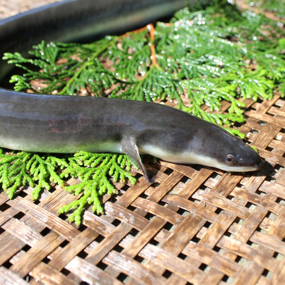 楽天市場 ふるさと納税 8 森のうなぎ 活鰻１尾 岡山県西粟倉村