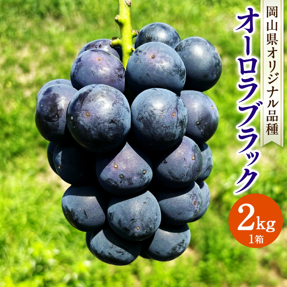 【ふるさと納税】オーロラブラック 約2kg 1箱 ぶどう ブドウ 葡萄 果物 フルーツ 旬 先行予約  季節限定 お取り寄せ 岡山県産 国産 岡山県 美咲町 冷蔵 送料無料 【2025年8月上旬-9月下旬発送予定】