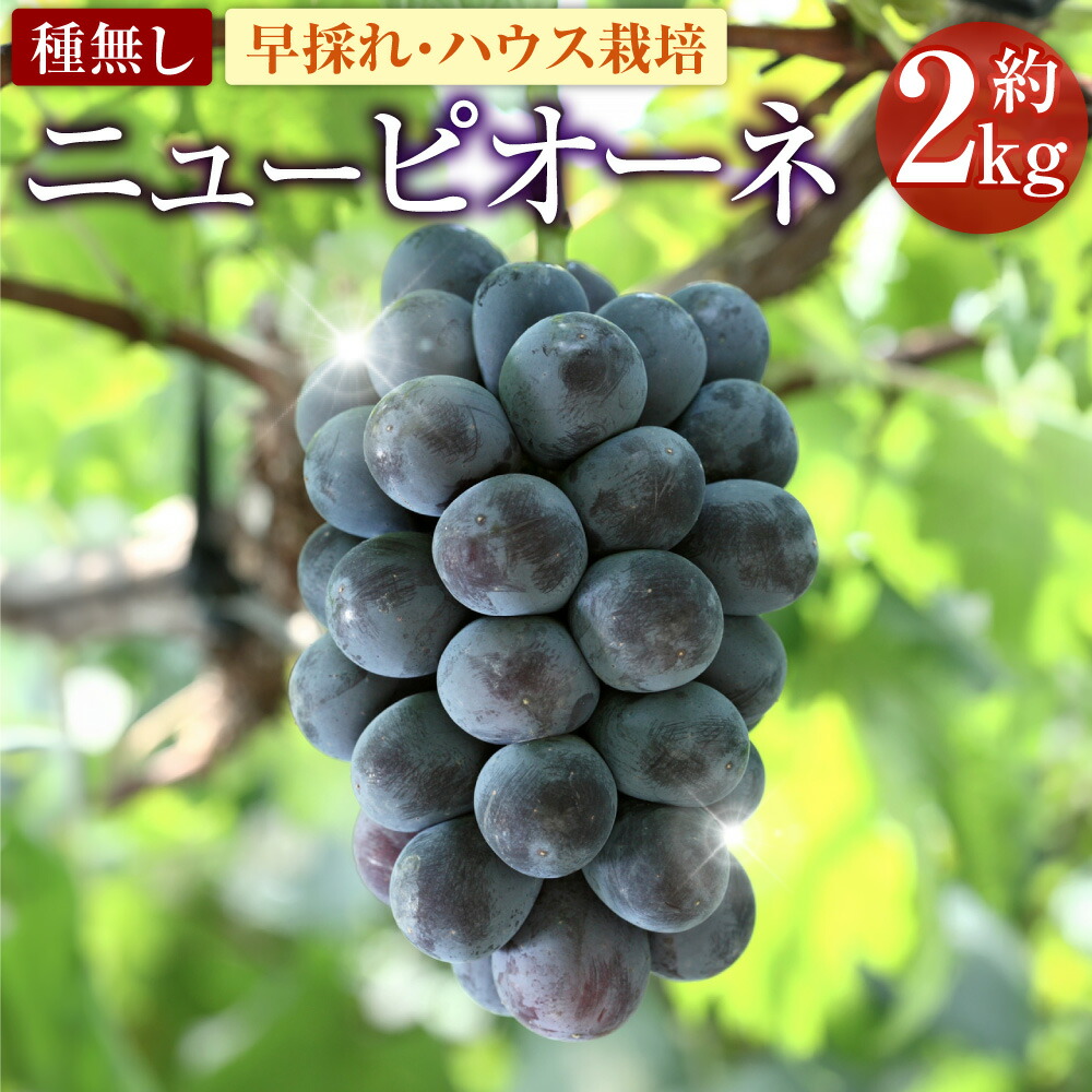 葡萄好き 楽天市場】【ふるさと納税】ニューピオーネ (良) 約2kg 12000円 1万