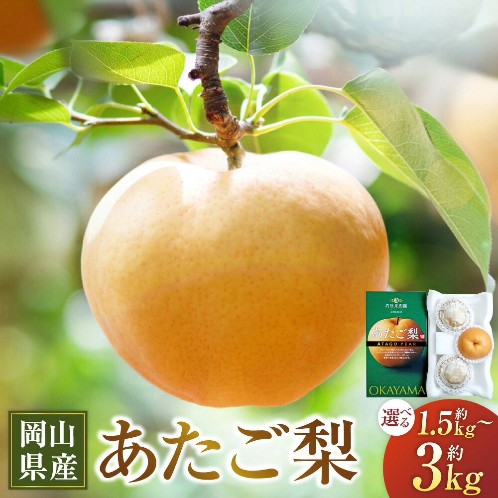 【ふるさと納税】あたご梨 ＜選べる＞ 合計約1.5kg（約500g×3玉）or 合計約3kg（3～6玉） 化粧箱 愛宕梨 梨 なし ナシ フルーツ くだもの 果物 果実 岡山県産 岡山県 美咲町 送料無料 【2026年11月下旬～12月下旬発送予定】