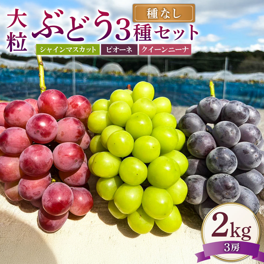 【ふるさと納税】大粒 ぶどう 3種 セット 3房 約2kg シャインマスカット ピオーネ クイーンニーナ マスカット ぶどう 葡萄 種なし 果物 くだもの フルーツ 詰め合わせ 冷蔵 岡山県産 岡山県 美咲町 送料無料【2026年10月上旬から12月下旬頃迄発送予定】