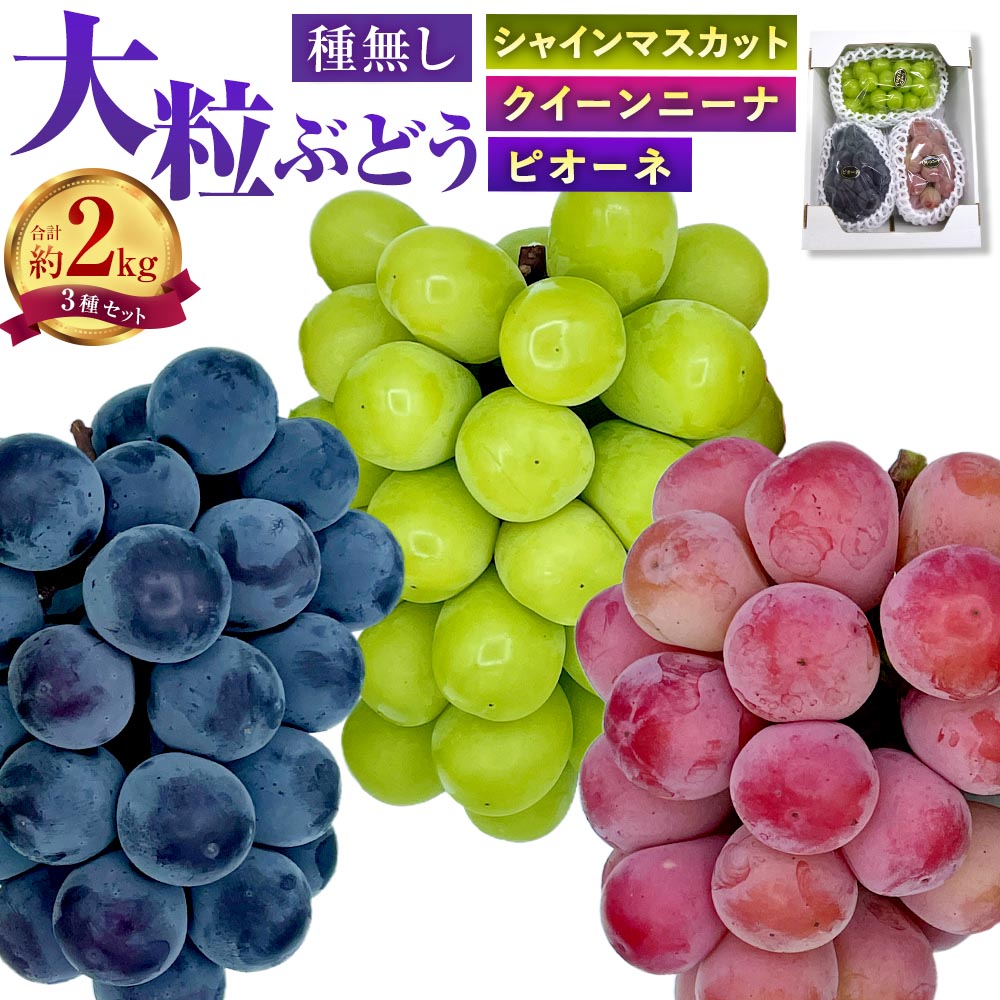 【ふるさと納税】大粒 ぶどう 3種 セット 3房 約2kg シャインマスカット ピオーネ クイーンニーナ マスカット ぶどう 葡萄 種なし 果物 くだもの フルーツ 詰め合わせ 冷蔵 岡山県産 岡山県 美咲町 送料無料【2026年10月上旬から12月下旬頃迄発送予定】｜岡山県美咲町