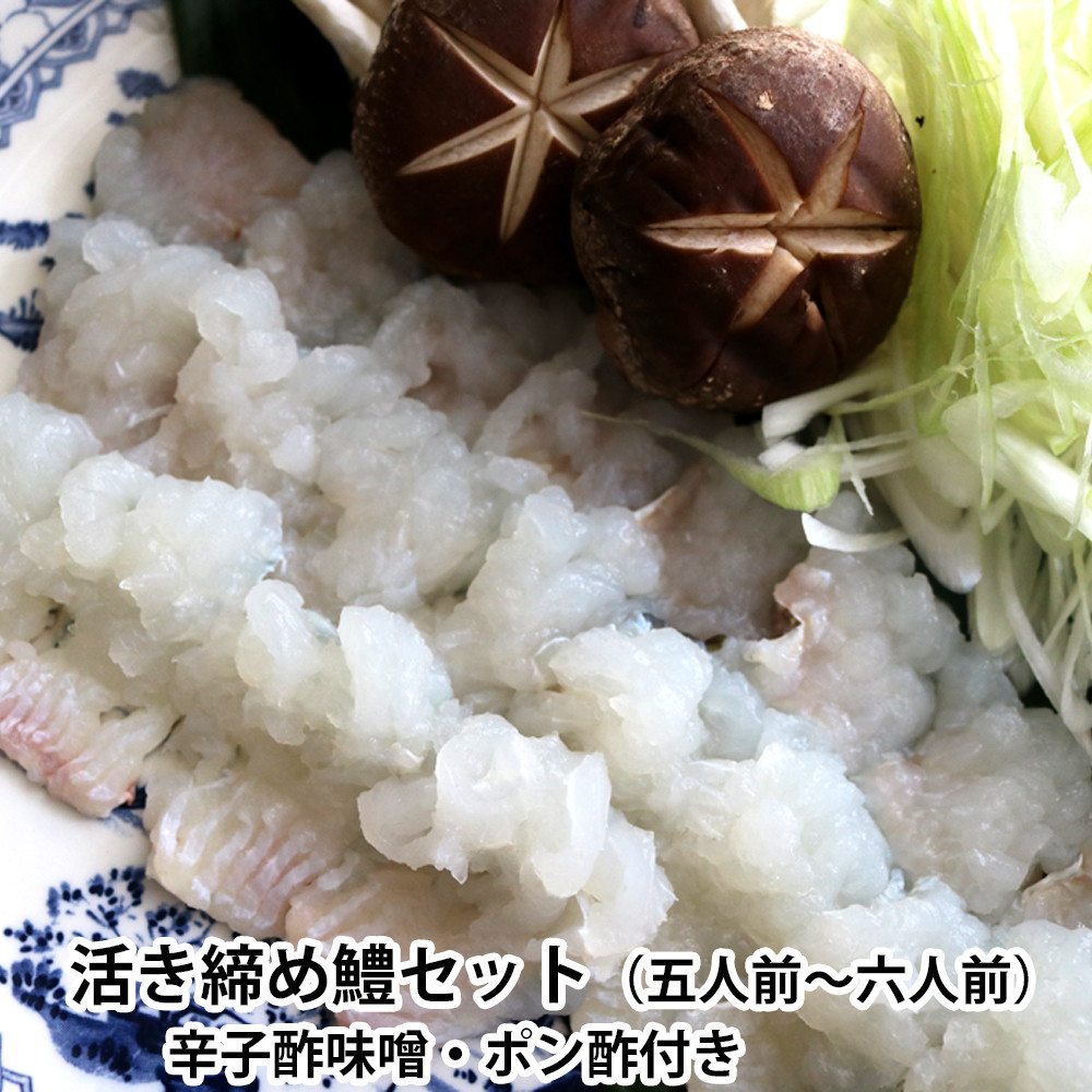 【ふるさと納税】【先行予約】活き締め鱧（はも）セット（五人前～六人前）辛子酢味噌・ポン酢付き 湯引き 鱧しゃぶ