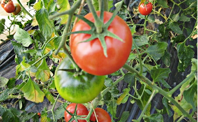 楽天市場 ふるさと納税 くらはし野菜の王国 あくまトマト フルーツトマト とこだわり野菜セットー 2 セット 詰合せ トマト 野菜 野菜セット お届け 22年2月上旬 22年3月中旬 広島県呉市