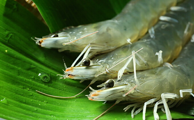 7周年記念イベントが くれぇ海老 養殖バナメイエビ 340g 3パック Fucoa Cl