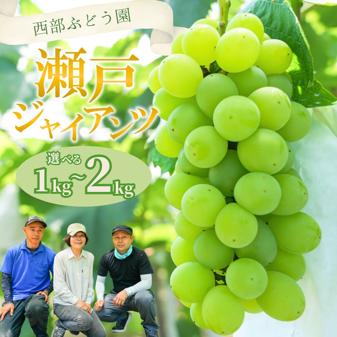 シロ葡萄様 ２点 まとめ商品 楽天市場】【ふるさと納税】 【2025年発送】 葡萄 おまかせ 3色