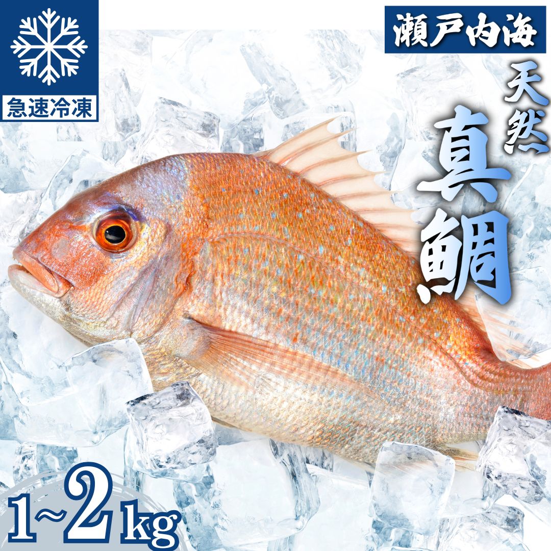 【ふるさと納税】瀬戸内「天然」真鯛 まるごと姿 1kg～2kg ウロコ・内蔵下処理済み（急速冷凍）| 鯛 マダイ タイ 鯛めし 鯛茶漬け ブロック 海鮮 魚介 即日加工 鮮度抜群 個包装 おせちにもおすすめ 7,700円