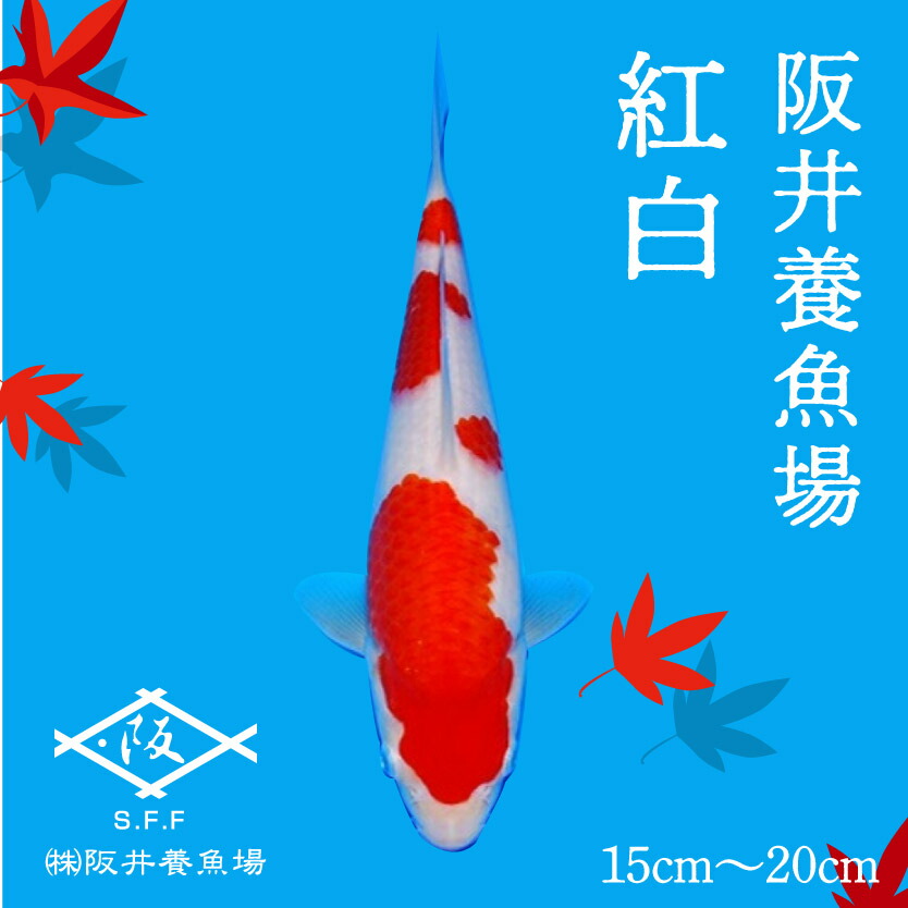 鯉 楽天市場】鯉 コイ 錦鯉 ニシキゴイ 紅白 (LL) 1匹 約21cm〜25cm