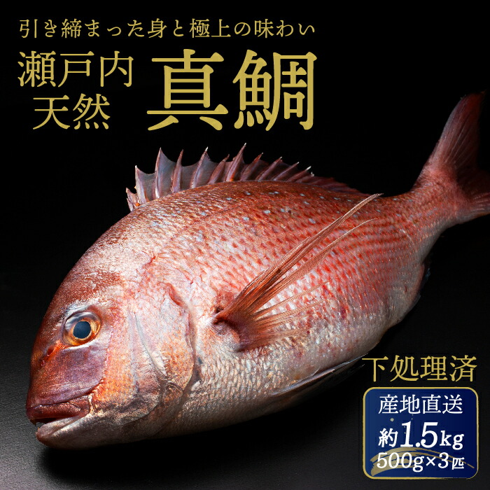 【ふるさと納税】瀬戸内産 天然真鯛 約1.5kg（500g×3匹）【調理が楽ちん！選べる下処理/鱗・内蔵処理/三枚おろし・真空パック】鯛 天然鯛 真鯛 天然 鮮魚 下処理済 三枚おろし 瀬戸内 広島県 三原市　154001-r