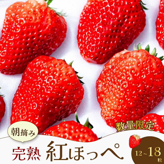 【ふるさと納税】【先行受付・数量限定】朝摘み完熟☆紅ほっぺ いちご 果物 イチゴ  12～18個（400g～600g）  三原いちご園 苺 フルーツ  041001