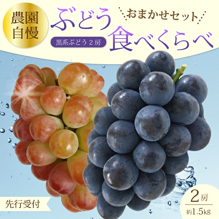【ふるさと納税】【先行受付】農園おまかせぶどうセット2房(約1.5kg)2026年9月下旬発送予定 果物 くだもの フルーツ ブドウ 葡萄 202007｜広島県三原市
