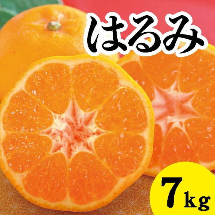 希少☆はるみ☆　9キロ　　広島県産　みかん 楽天市場】【ふるさと納税】みかん 柑橘 【先行受付】【2026年2