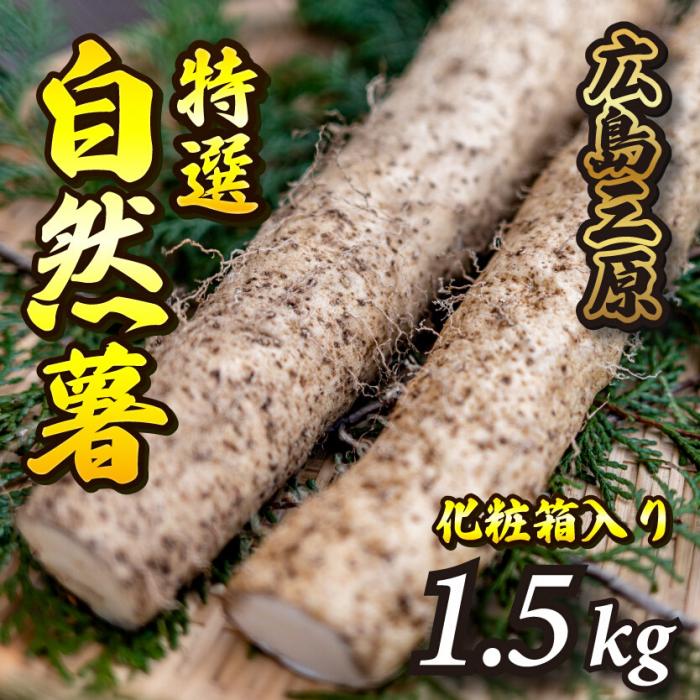 【ふるさと納税】標高375ｍで採れた！自然薯（化粧箱入り）1.5kg 広島 三原 野菜 自然薯 とろろ 029004