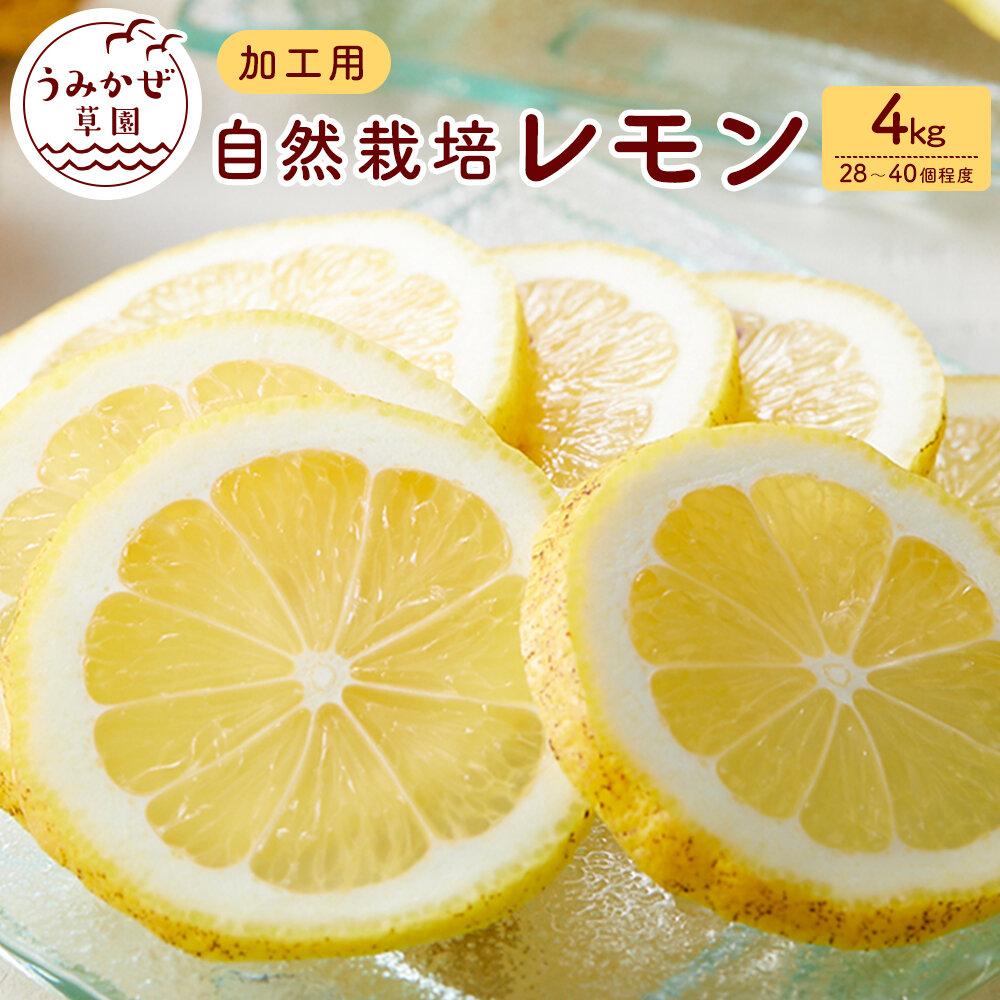 【ふるさと納税】自然栽培　果汁用レモン　4kg(28～40個程度） | 柑橘 果物 フルーツ 国産 送料無料 人気 おすすめ 瀬戸内 広島県  尾道市
