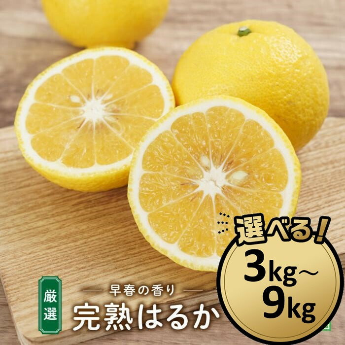 【ふるさと納税】完熟はるか 選べる!!  3kg～9kg｜2026年2月下旬～3月上旬発送予定 | フルーツ お取り寄せ 産地直送 もりの農園 ドルチェみかん　送料無料 人気 おすすめ 瀬戸内 広島県  尾道市