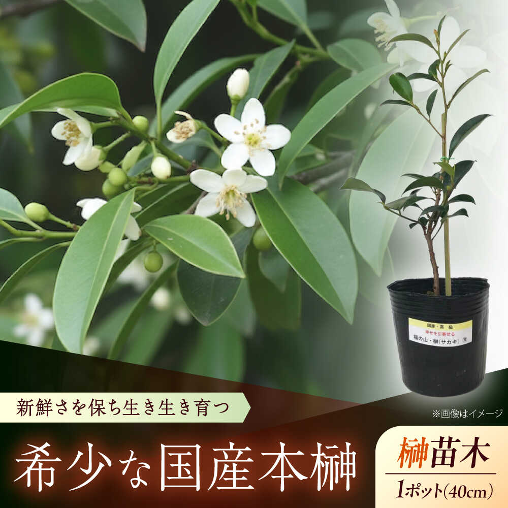 【ふるさと納税】植物 福の山・榊（サカキ） 苗木（1ポット）:40cm おすすめ 人気 庭木 生垣 目隠し ガーデニング 家庭菜園 常緑樹 国産 縁起物 贈り物 ギフト プレゼント 本榊 さかき 苗木 地植え 神棚 プランター 観葉植物 植物 広島県福山市/小林商事[BAEA007]｜広島県福山市