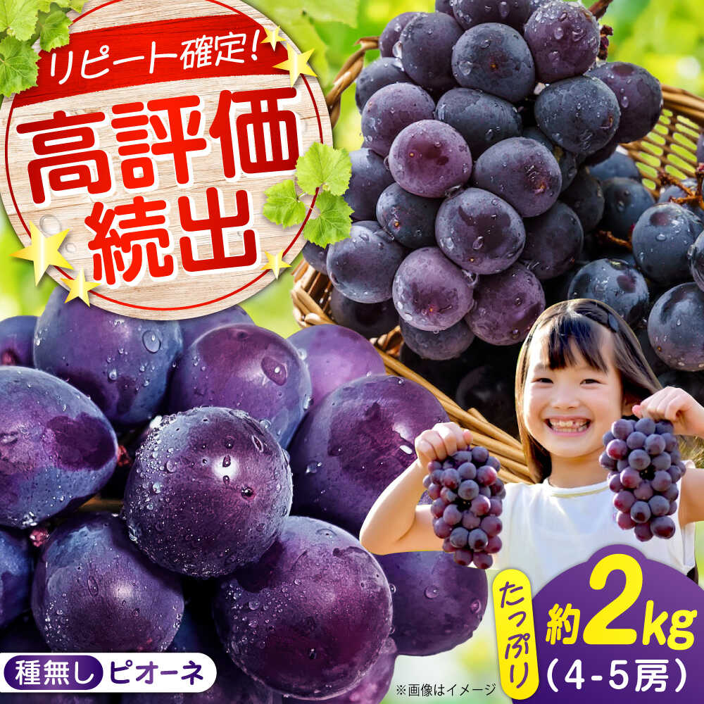 【ふるさと納税】期間限定/8月下旬～9月上旬頃発送 沼隈ぶどう「ピオーネ」 約2kg 4～5房（種なし） 広島県福山市/福山市農業協同組合　沼隈グリーンセンター ぶどう ブドウ 葡萄 種なし 大粒 ピオーネ[BAEV002]