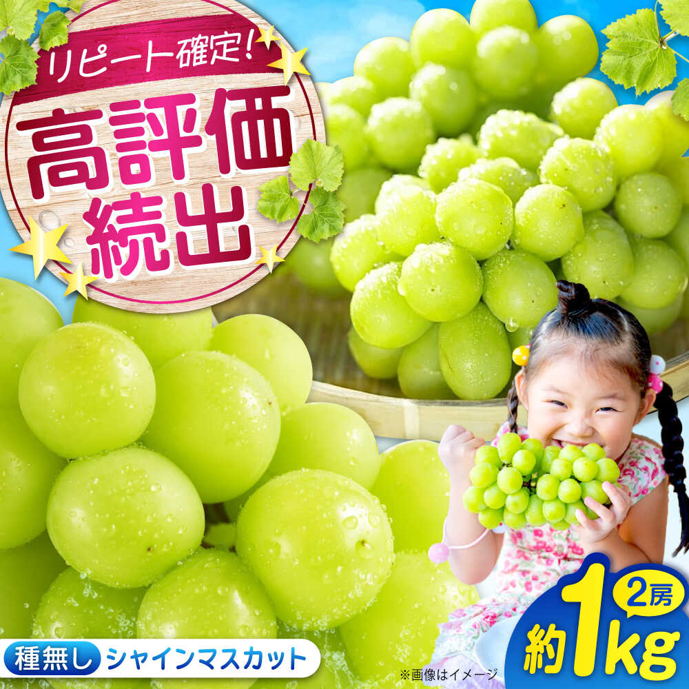 【ふるさと納税】数量限定/9月上旬～9月下旬頃発送 沼隈ぶどう シャインマスカット 約1kg(2房) 広島県福山市/福山市農業協同組合　沼隈グリーンセンター ぶどう ブドウ 葡萄 種なし 大粒 マスカット シャインマスカット[BAEV005]